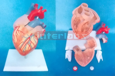 MIDDLE HEALTH HEART MODEL